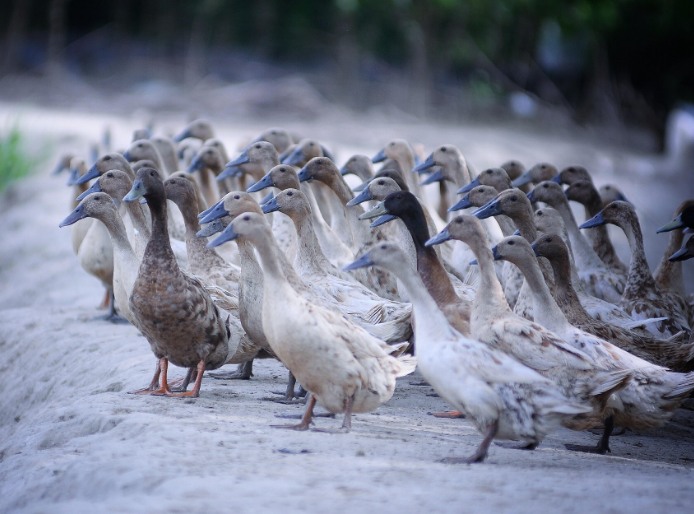 農村養殖戶如何低成本有效處理污水，這兩種做法你應該知道!