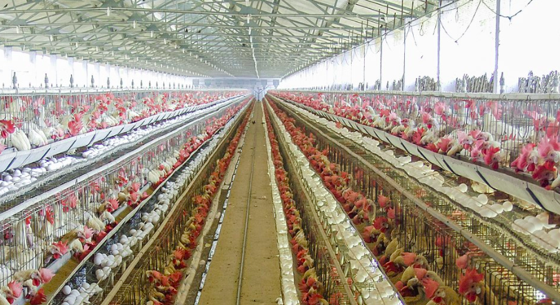 養(yǎng)殖場(chǎng)廢水如何正常處理?-青島樂(lè)中環(huán)保 養(yǎng)殖場(chǎng)廢水如何正常處理?-青島樂(lè)中環(huán)保