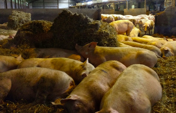 養(yǎng)豬場污水處理方法有哪些？選對工藝成本低效果好！