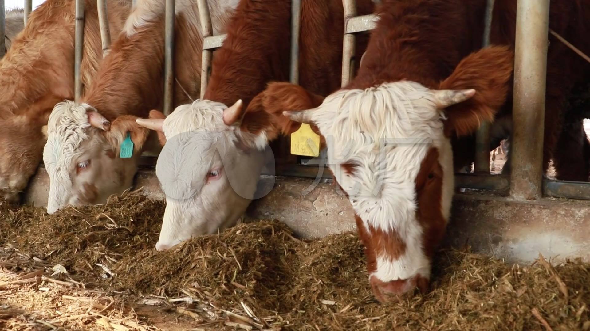 養牛場污水處理方法及處理效果-概述-1 養牛場污水處理方法及處理效果-概述-1