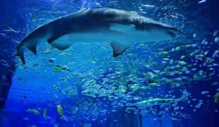 海洋館養殖廢水處理方案-1 海洋館養殖廢水處理方案-1